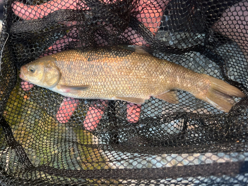 Utah-kopvoorn (Gila atraria) — Cyprinidae — 5