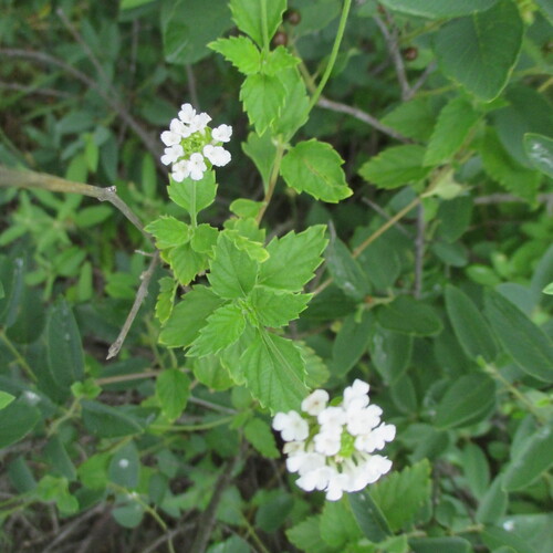 Lantana achyranthifolia, photograph 4