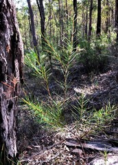 Acacia quadrilateralis