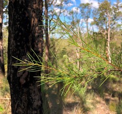 Acacia quadrilateralis