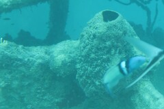 Bluehead wrasse
