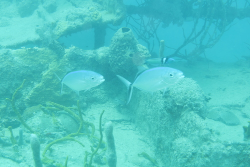 Bar jack (Caranx ruber) — Carangidae — 4