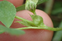 Trifolium carolinianum