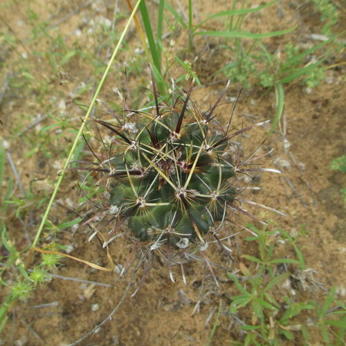 Sclerocactus scheerii