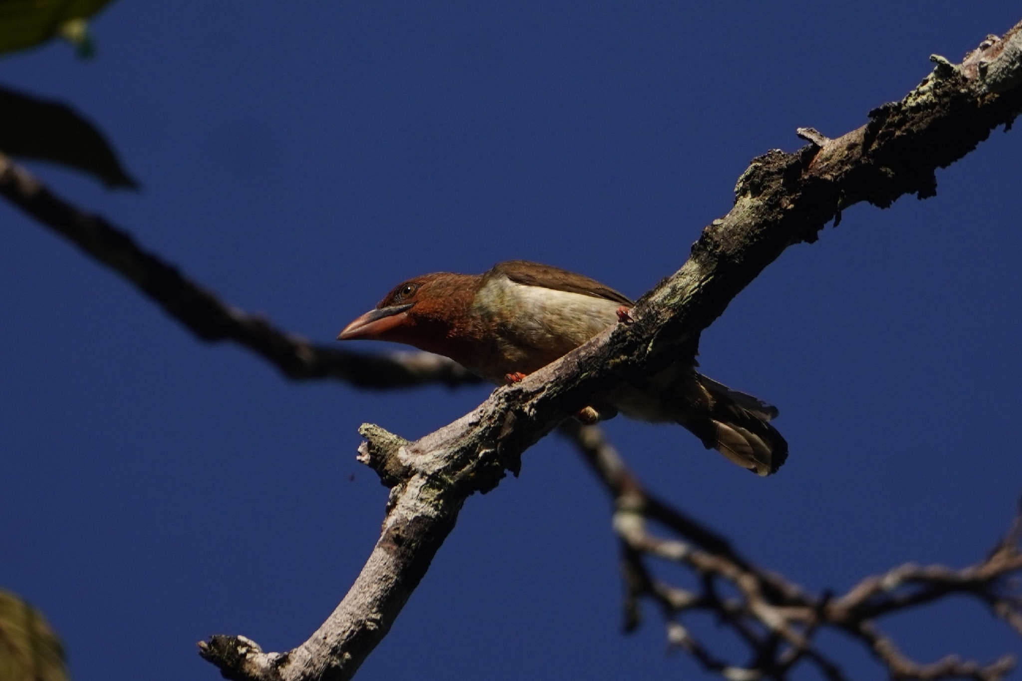 Brown Barbet (Caloramphus fuliginosus), photo 4