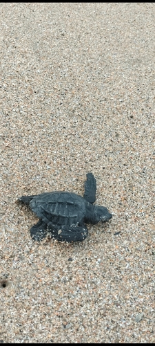 Olive Ridley Sea Turtle (Lepidochelys olivacea)