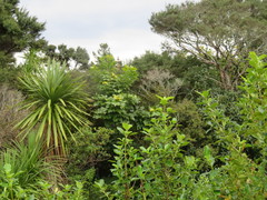 Erythrina ×sykesii