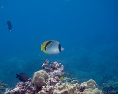 Chaetodon lineolatus