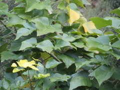 Erythrina ×sykesii