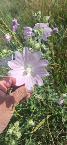 Eastern Tree-mallow
