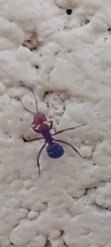 Camponotus rectangularis (Camponotus rectangularis)