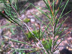 Acacia quadrilateralis