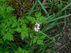Geranium robertianum