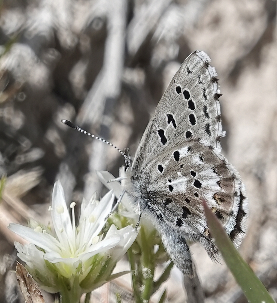 Arrowhead Blue