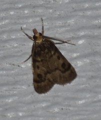 Loxostegopsis polle