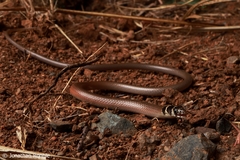 Delma tincta