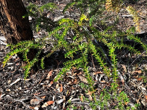 Acacia leichhardtii Benth.