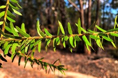 Acacia leichhardtii