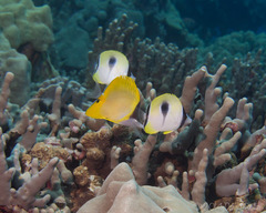 Chaetodon unimaculatus