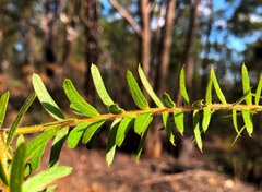 Acacia leichhardtii
