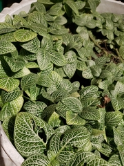 Fittonia