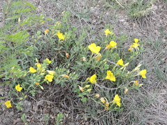 Oenothera serrulata