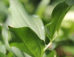 Polygonatum latifolium