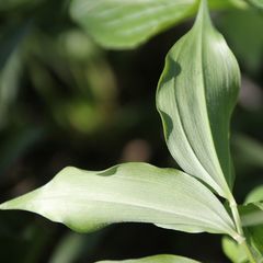 Polygonatum latifolium