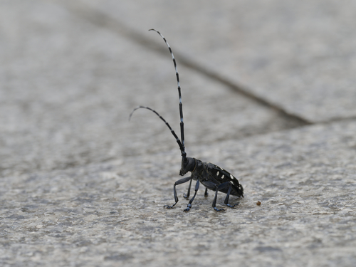 Asian Longhorned Beetle