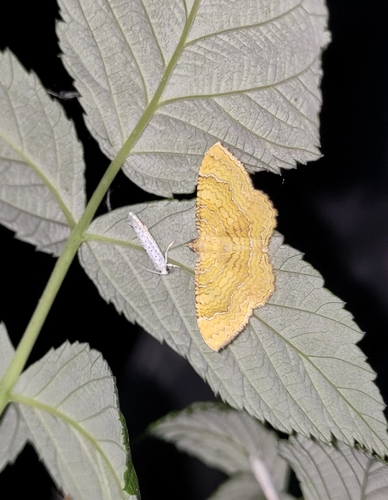 Yellow Shell Moth
