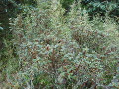 Rhododendron rubropilosum