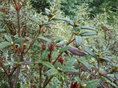 Rhododendron rubropilosum