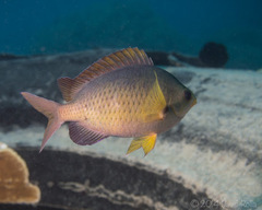 Chromis ovalis