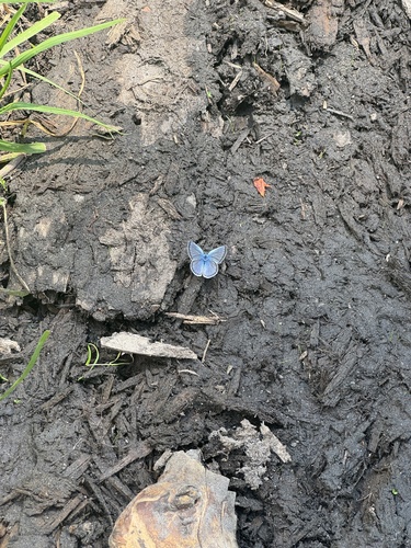 iNaturalist observation photo of Typical Blues
