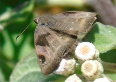 Arteurotia tractipennis