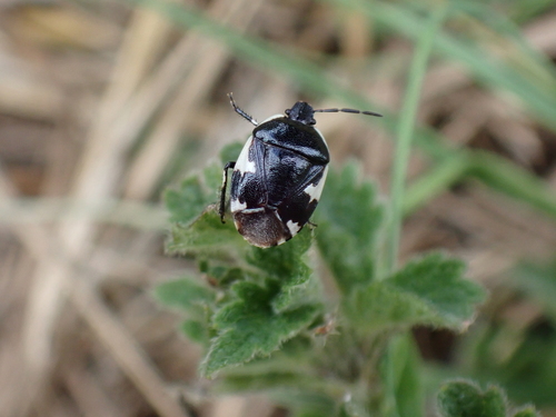 Rambur's pied shieldbug, England, GB, photo 6 of 10