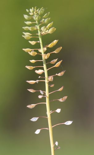 Perfoliate Penny-cress