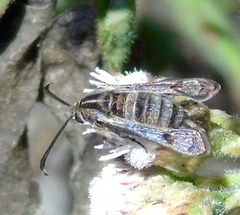 Sesiidae