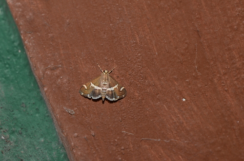Hawaiian Beet Webworm Moth