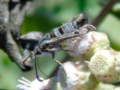 Sesiidae