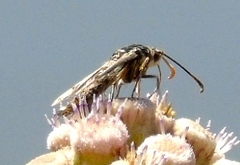 Sesiidae