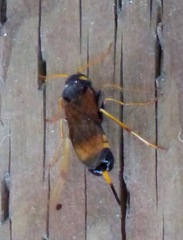 Urocerus flavicornis