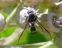 Sesiidae