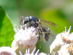 Sesiidae
