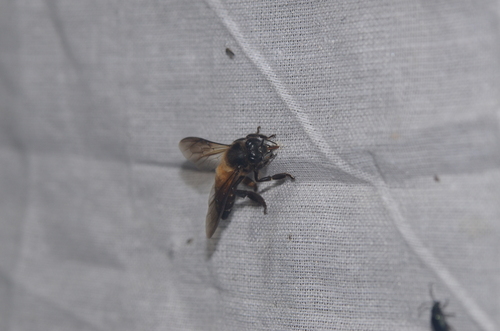 Giant Honey Bee