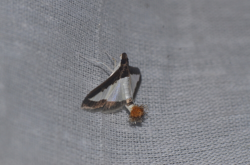 Cucumber Moth