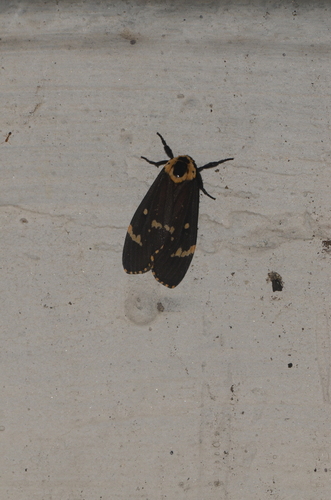 Lymantria semicincta