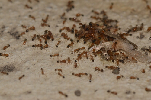 Destroyer Ant