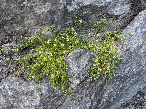 Sagina saginoides, photograph 6