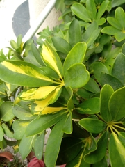 Heptapleurum arboricola